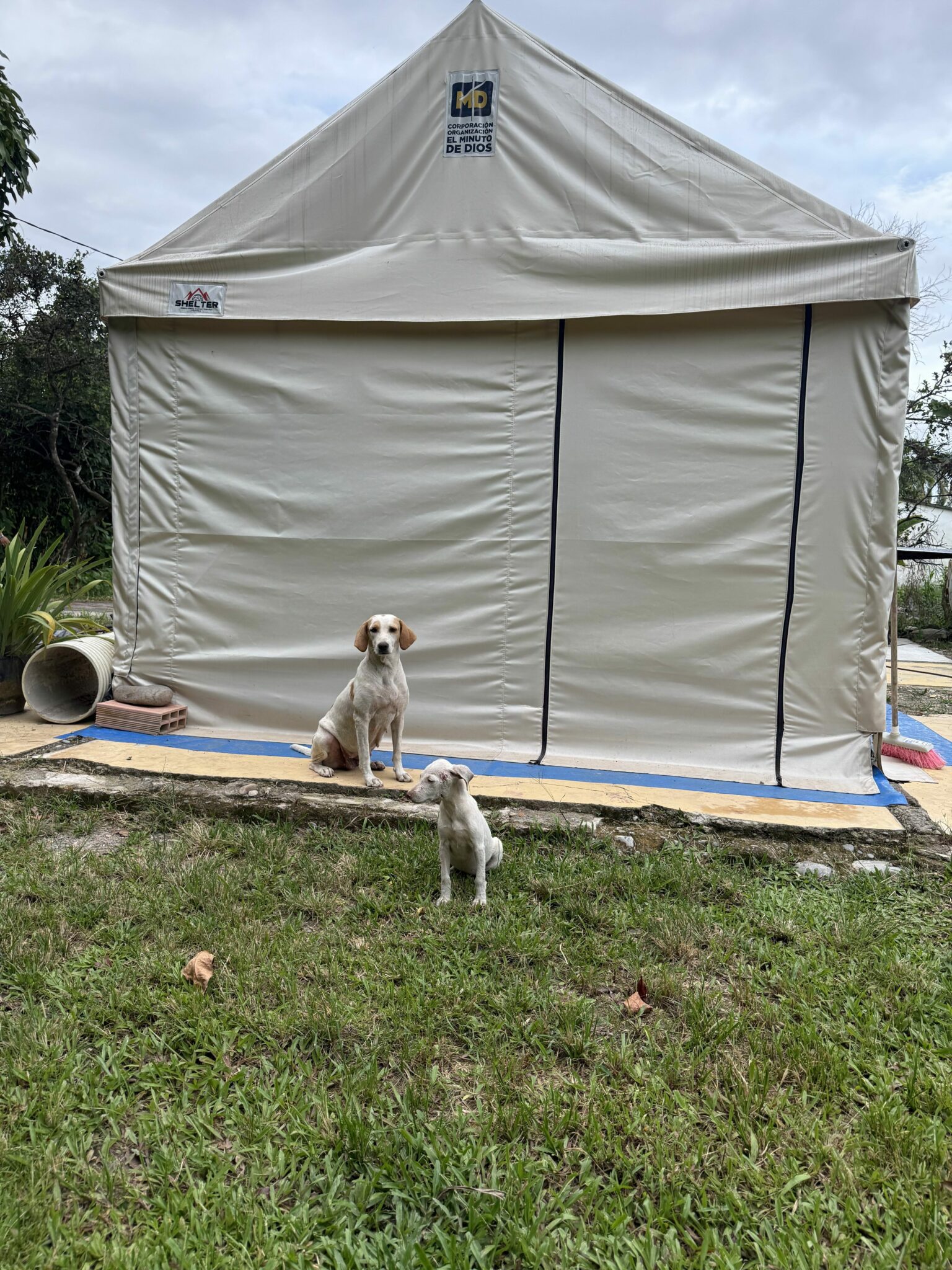 santa cecilia dogs and shelter